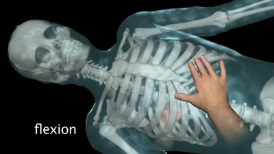 The Respiratory Diaphragm