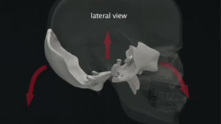 Biodynamic Craniosacral Therapy - Module 5 - Lyons Institute - top ...
