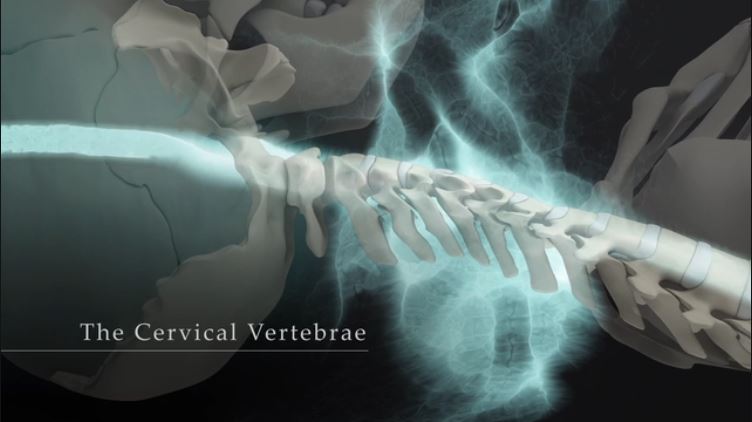 The Cervical Vertebrae: Part 1