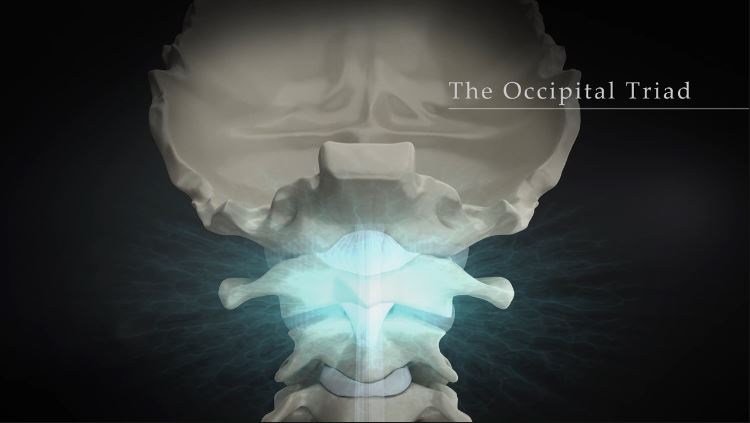 The Occipital Triad