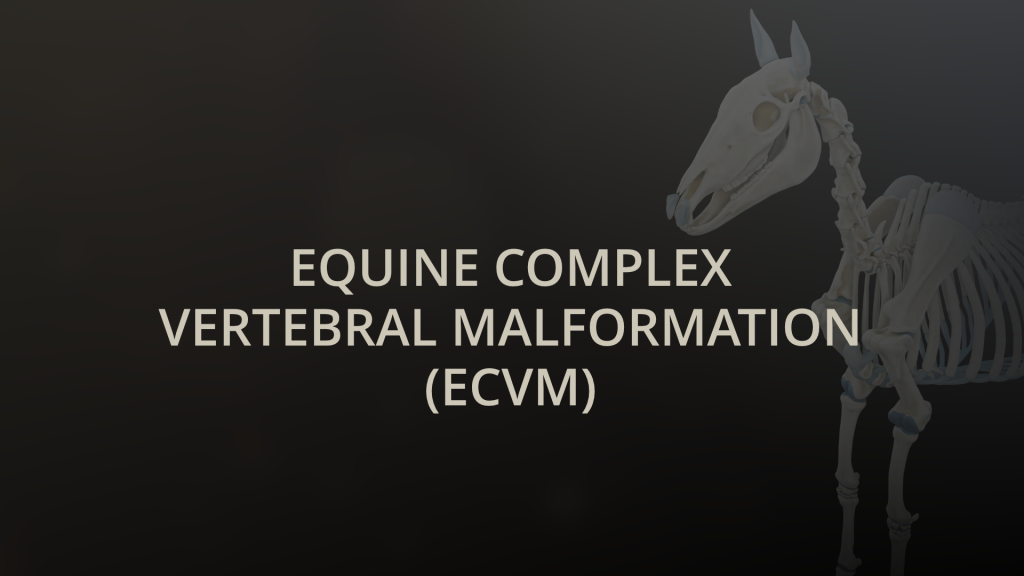 Equine Complex Vertebral Malformation