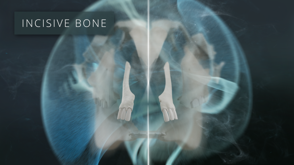 Incisive Bones