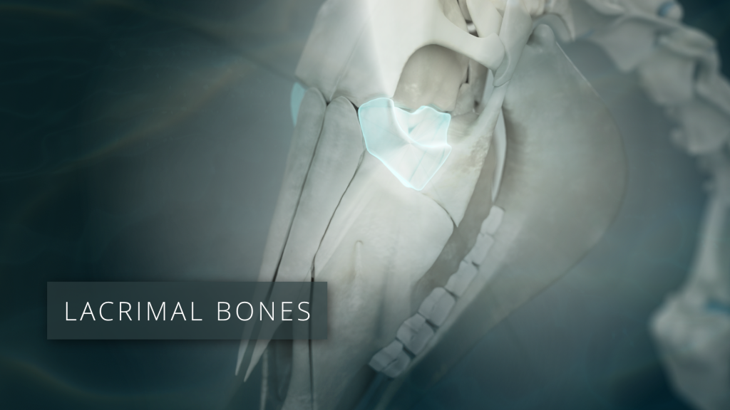 Lacrimal Bones