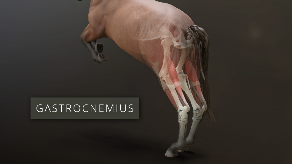 Gastrocnemius