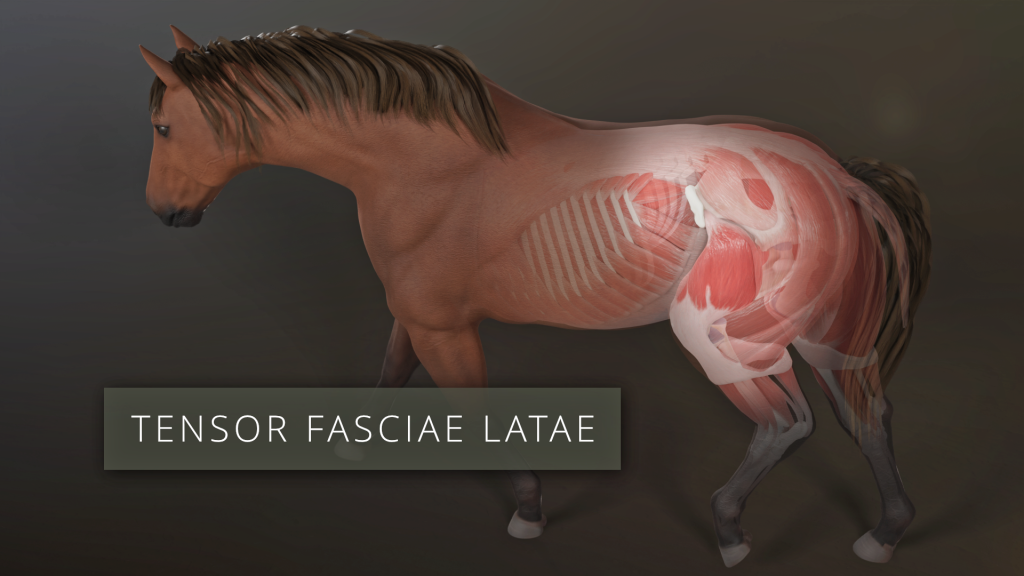 Tensor Fasciae Latae