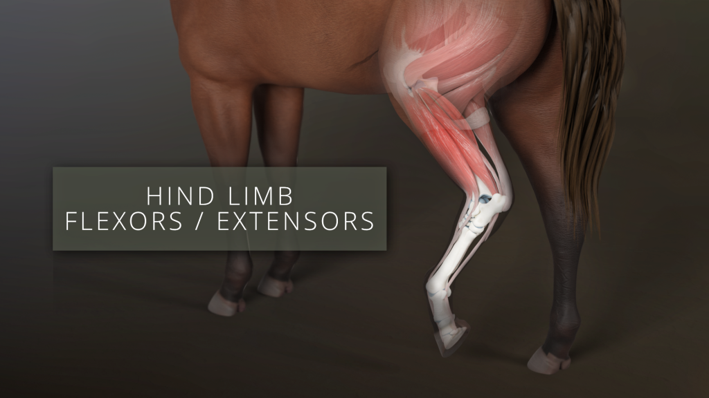 Iliacus and the Distal Hindlimb