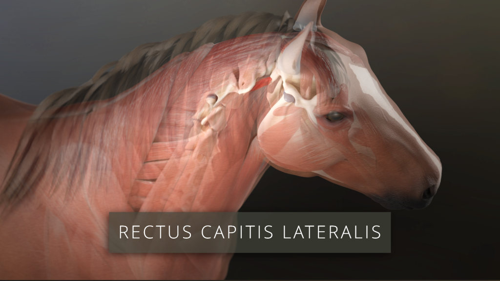 Rectus Capitis Lateralis