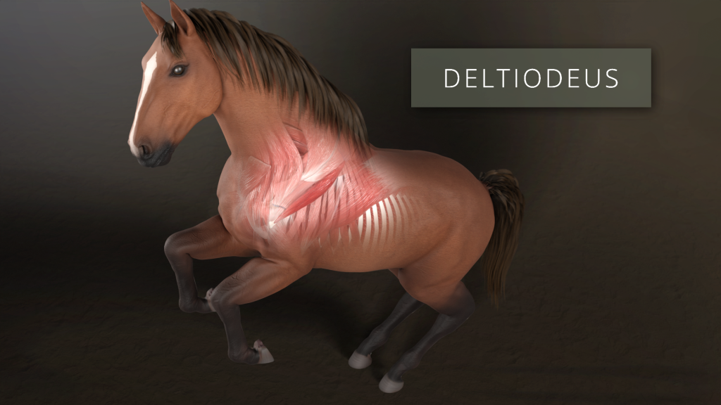 Deltoid and Pain Management