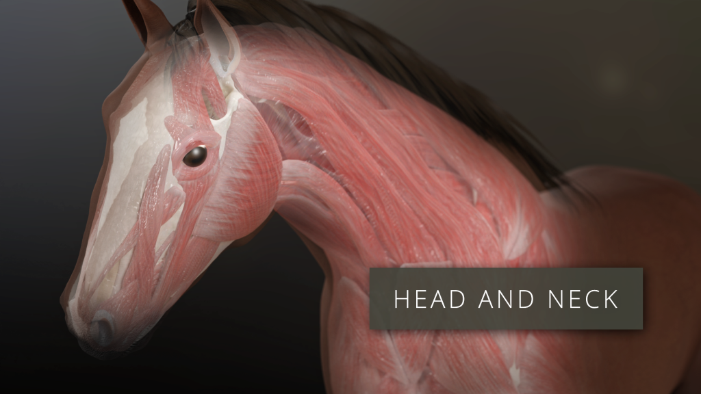 Head and Neck