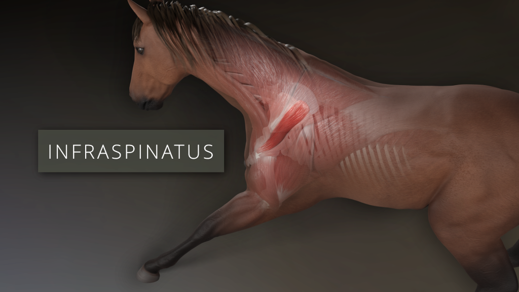 Infraspinatus