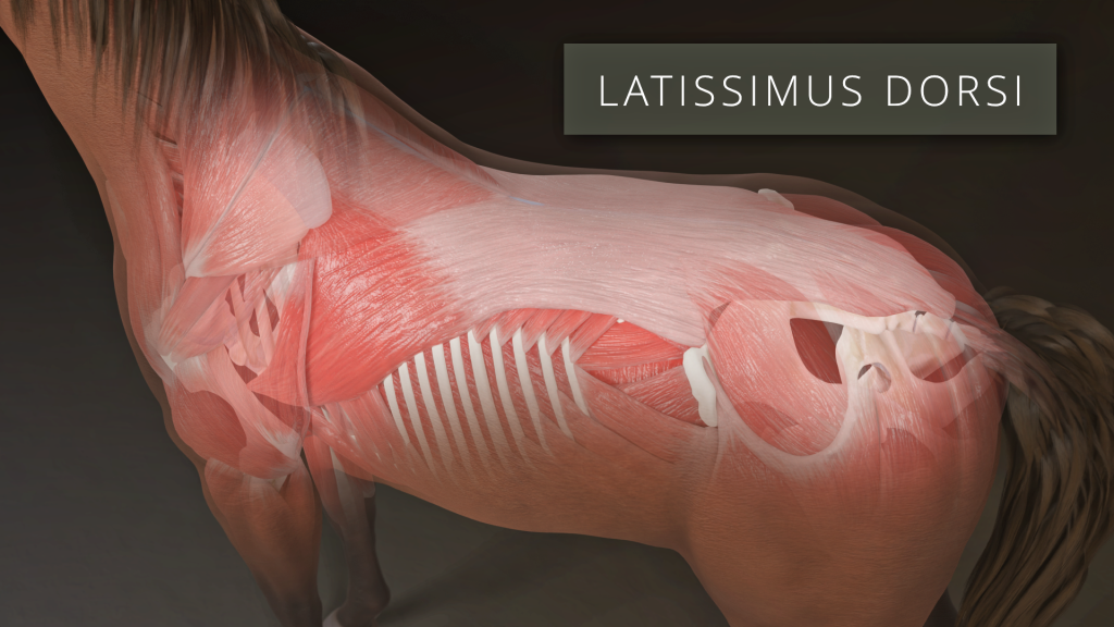 Latissimus Dorsi