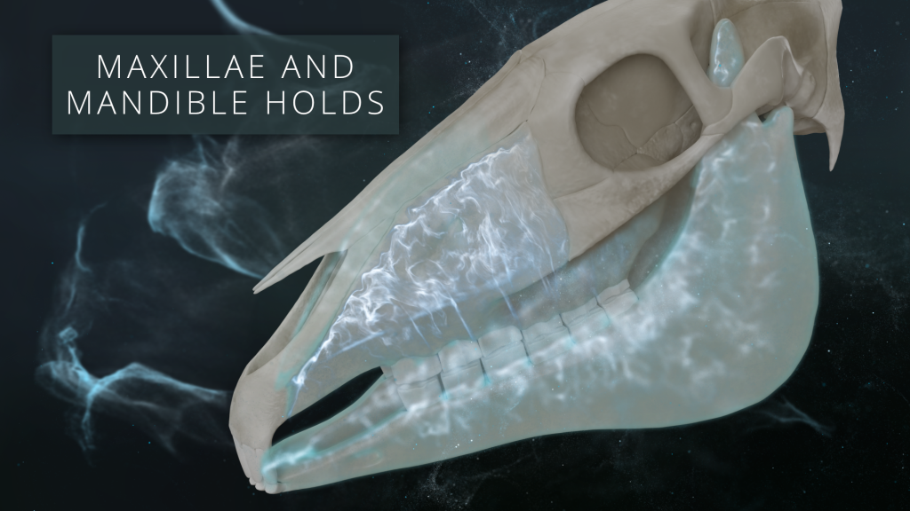 Maxillae and Mandible