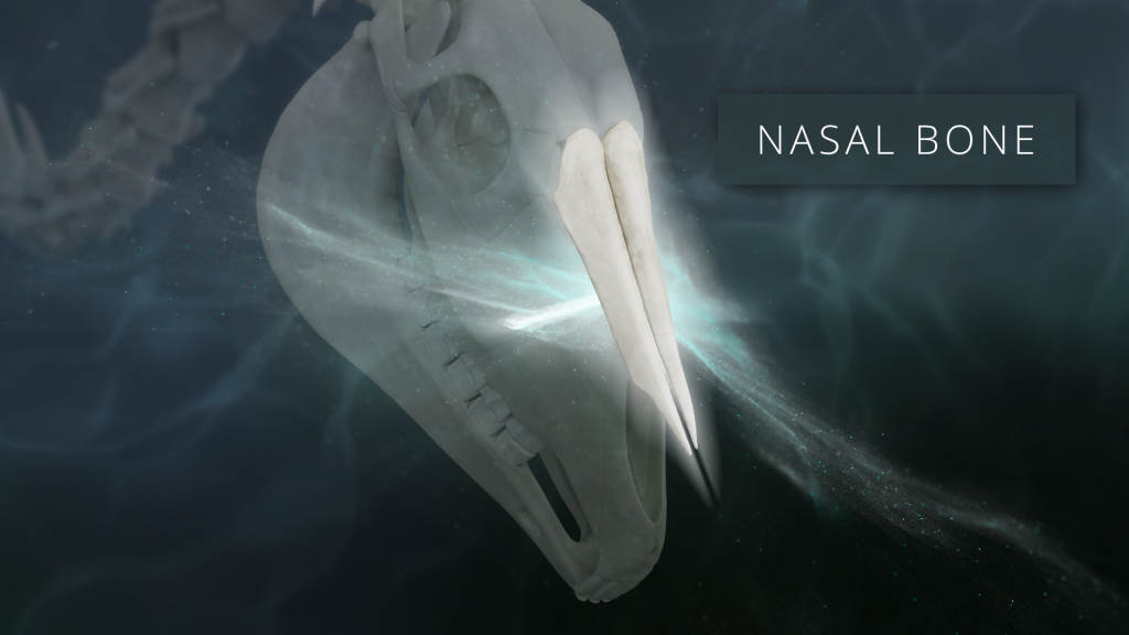 Nasal Bone