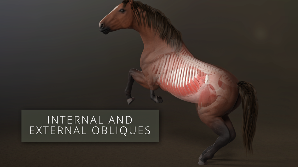 Internal and External Obliques