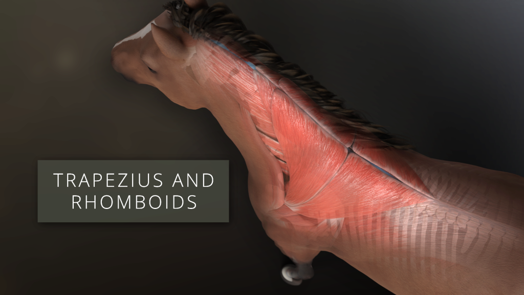 Rhomboids and Trapezius