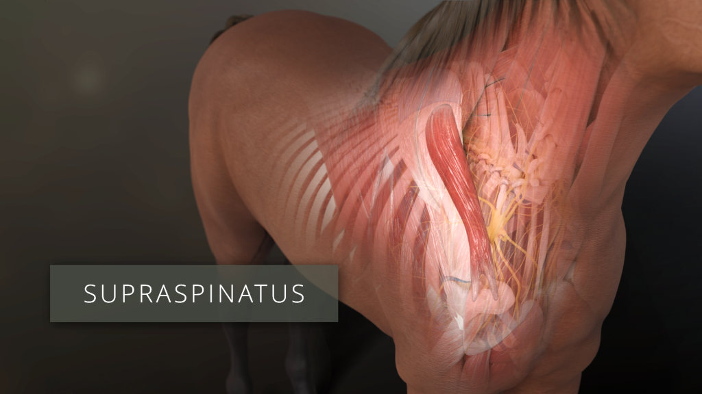 Supraspinatus