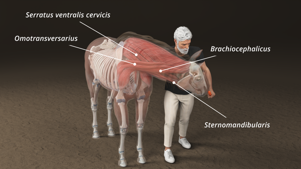 Equine neck stretch - affected muscles